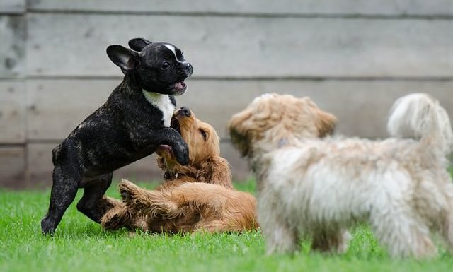 Dog Grooming Health Spa Benefits