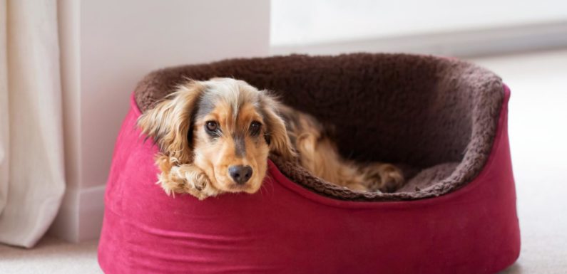 Tips on Choosing a Pet Bed