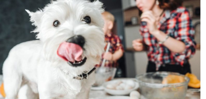 How to Choose the Right Dog Treats